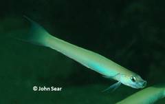 Ptereleotris monoptera