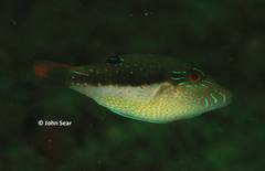 Canthigaster bennetti