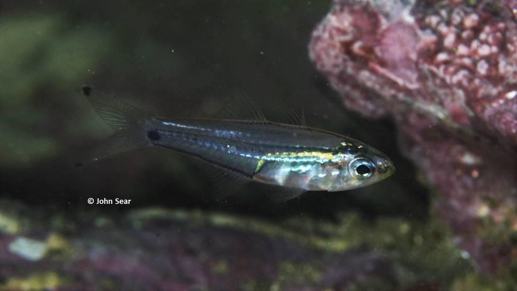 Luminous Cardinalfish