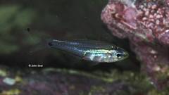 Luminous Cardinalfish photo 1