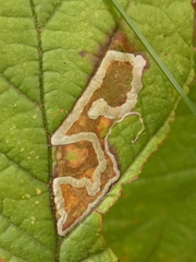 Stigmella aurella