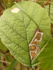 Stigmella aurella