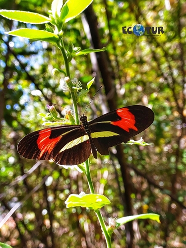 Heliconius erato phyllis