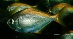 Schuettea scalaripinnis