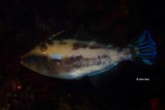 Scobinichthys granulatus