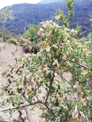 Adesmia confusa