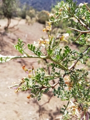 Adesmia confusa