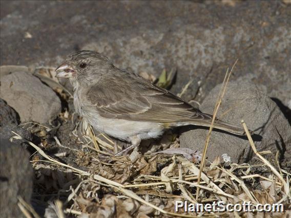 White-Rumped Seedeater