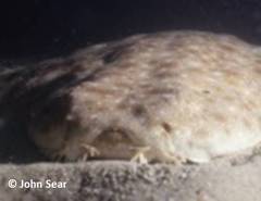 Squatina albipunctata