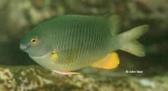 Plectroglyphidodon gascoynei