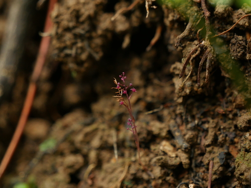 Sciaphila ramosa iNat (3)