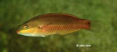 Stethojulis bandanensis