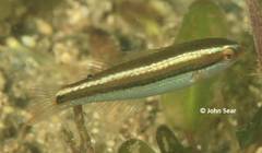 Stethojulis interrupta