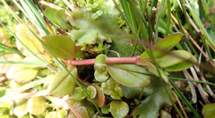 Epilobium chionanthum