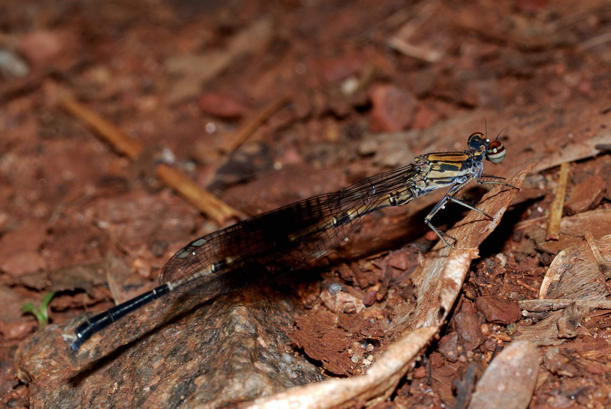 Black-Banded Threadtail