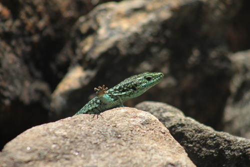 Cyren’s Rock Lizard, Comunidad de Madrid, ES-MD-MD, ES, photo 8 of 10