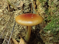 Bolbitius callistus