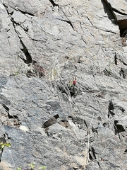 Eriosyce curvispina
