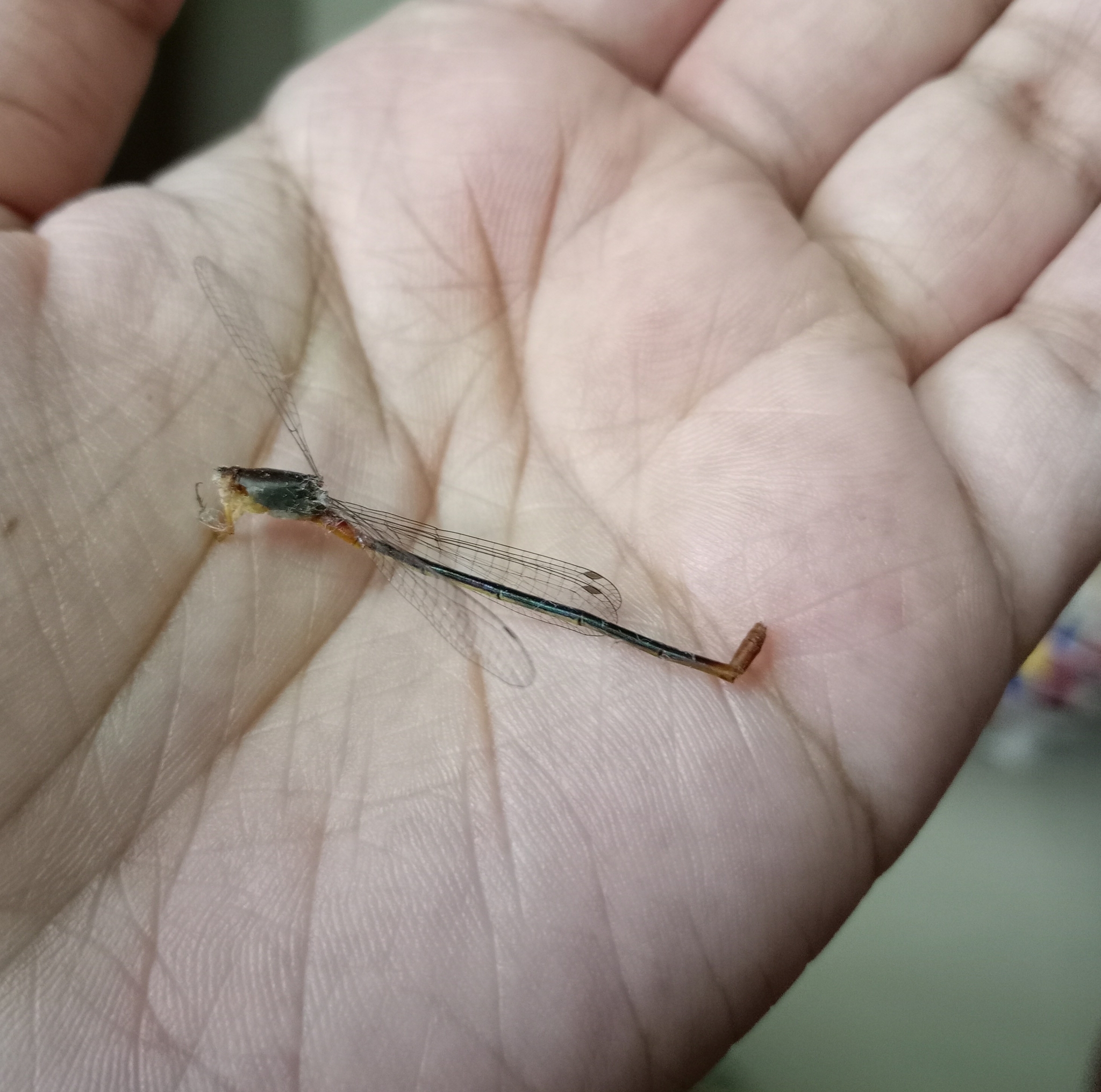 Orange-Tailed Marsh Dart