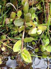 Epilobium chionanthum