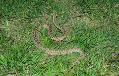 Bothrops