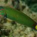 Moon Wrasse - Photo (c) John Sear, some rights reserved (CC BY-NC), uploaded by John Sear