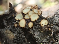Trichophaea