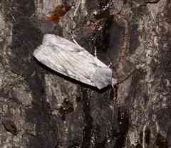 Lithophane georgii
