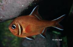 Trachichthys australis