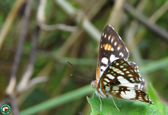 Ariconias glaphyra