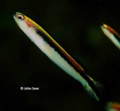 Trachinops taeniatus