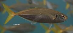 Trachurus novaezelandiae