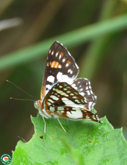 Ariconias glaphyra