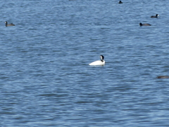 Aechmophorus occidentalis