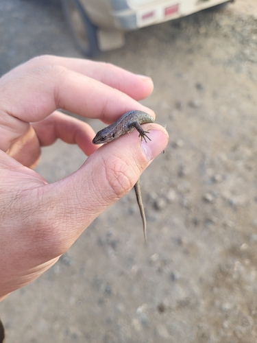 Viviparous Lizard