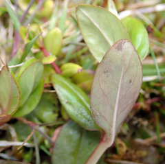 Epilobium chionanthum