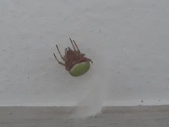 Araneus lathyrinus