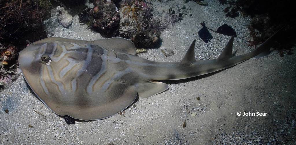 Banjo Ray from Cabbage Tree Bay, AU-NS-MN, AU-NS, AU on January 17 ...