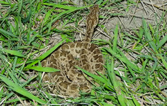 Bothrops