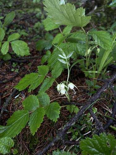 Rubus mesogaeus iNat (3)