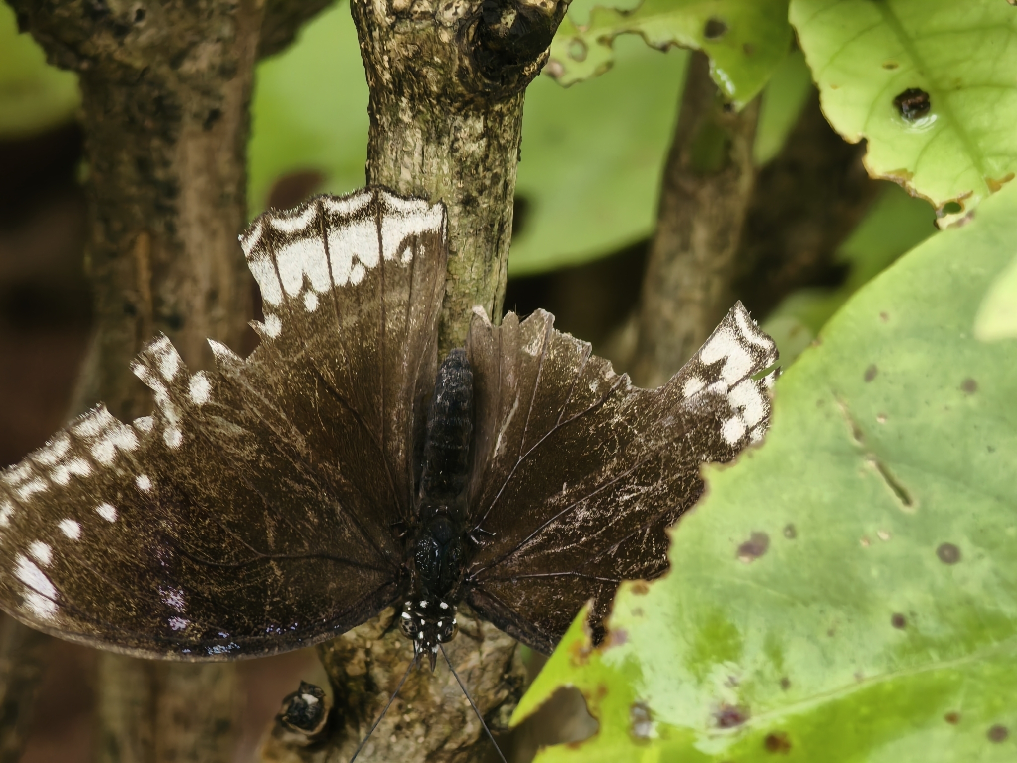Great Eggfly