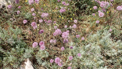 Allium acutiflorum
