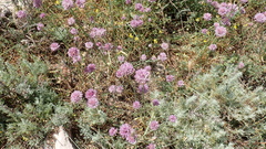 Allium acutiflorum