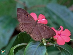 Eurybia molochina