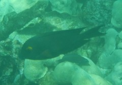 Ctenochaetus strigosus