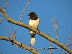 Curl-Crested Jay photo 5