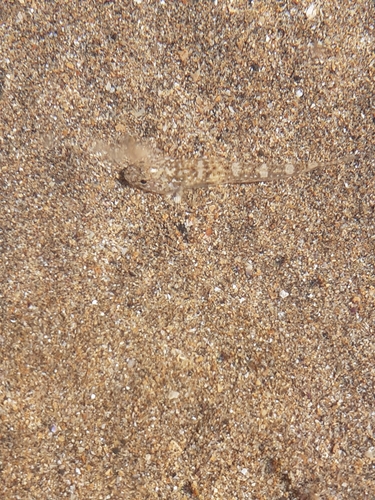 Pomatoschistus microps