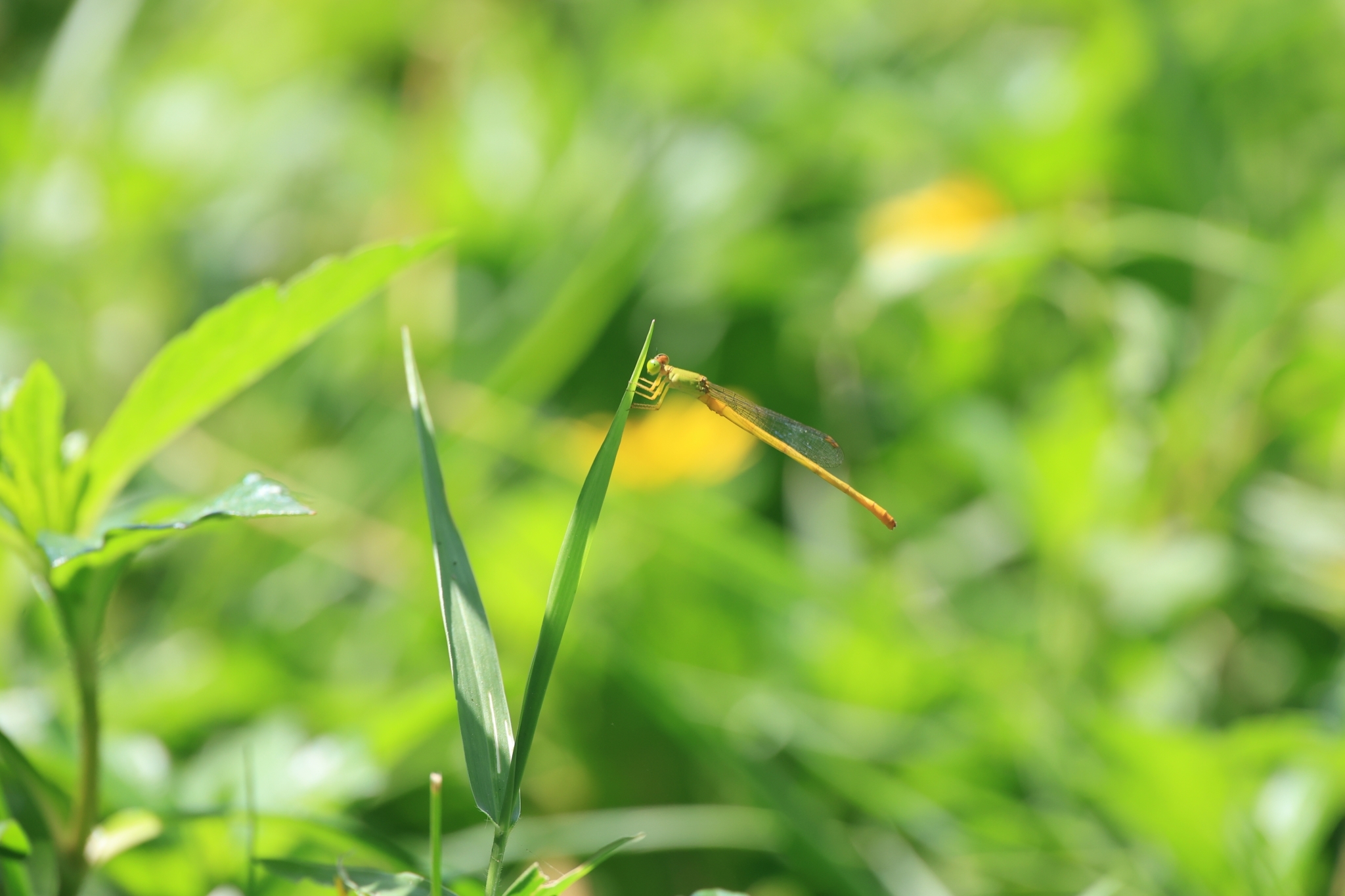 Coromandel Marsh Dart