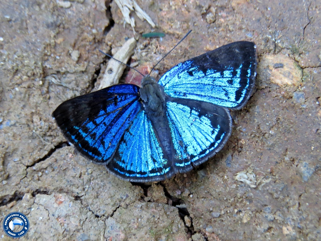 Periplacis menander