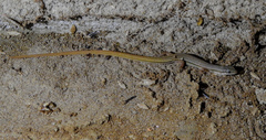 Cercosaura parkeri